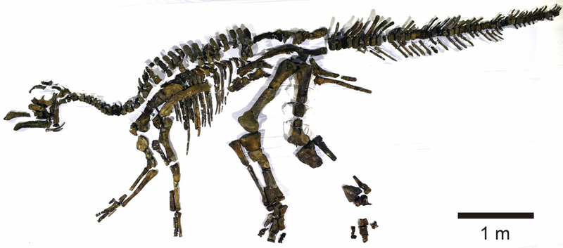 The nearly complete skeleton of Kamuysaurus japonicus.